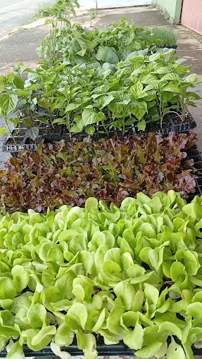 Mudas de hortaliças da Agro Pet Vida Nova